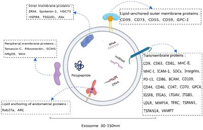 Composition, functions, and applications of exosomal membrane proteins